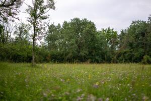 Bild vergr&ouml;&szlig;ern: Brenne im Auwald s&uuml;dlich der Donau
