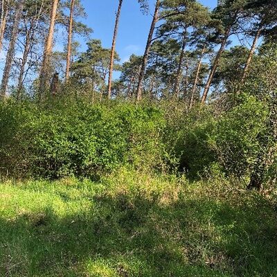 Bild vergr&ouml;&szlig;ern: Ehemaliger Brennenstandort im Auwald vor und nach der Entbuschung