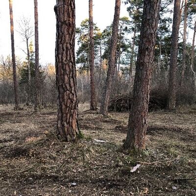 Bild vergr&ouml;&szlig;ern: Ehemaliger Brennenstandort im Auwald vor und nach der Entbuschung