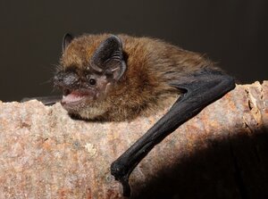 Bild vergr&ouml;&szlig;ern: Zwergfledermaus