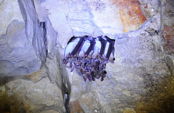Bild vergr&ouml;&szlig;ern: Gro&szlig;e Mausohren - Flederm&auml;use