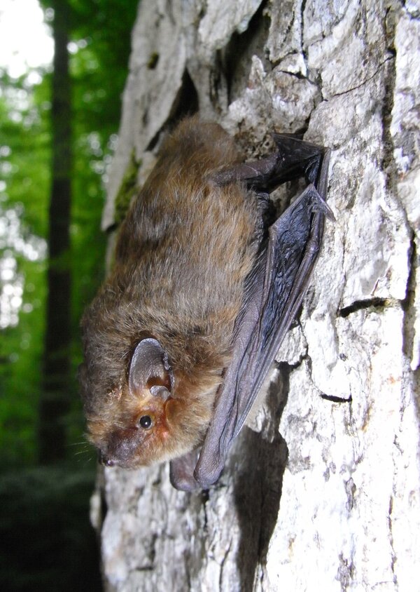 Bild vergr&ouml;&szlig;ern: M�ckenfledermaus