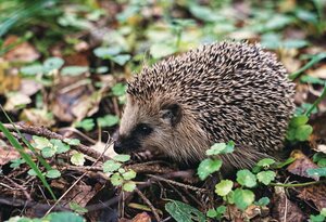 Bild vergr&ouml;&szlig;ern: Igel