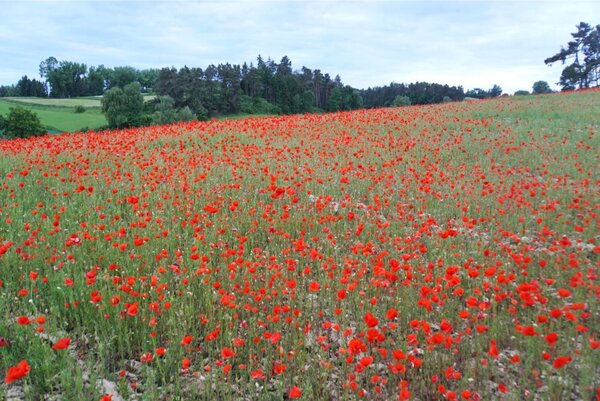 Bild vergr&ouml;&szlig;ern: Klatschmohn