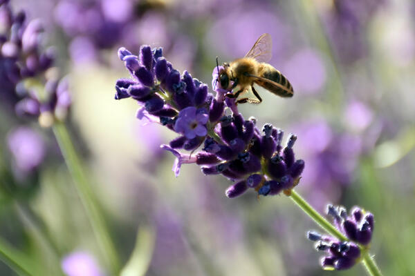 Bild vergrößern: Biene an Lavendel