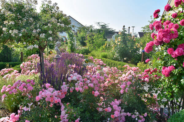 Bild vergrößern: Blick in einen Privatgarten mit Rosenblüte