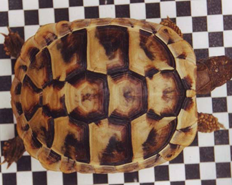 Bild vergrößern: Schildkröte auf Karopapier