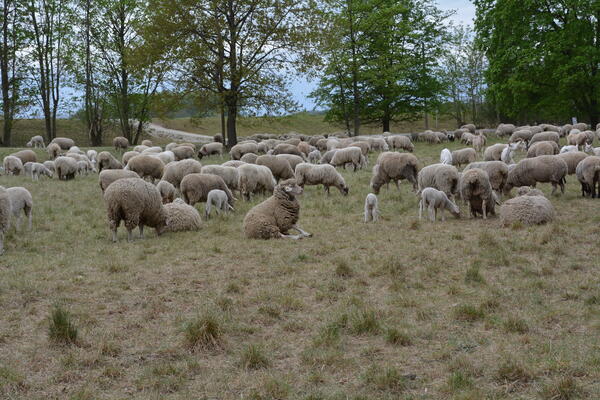Bild vergrößern: 11 Schafe